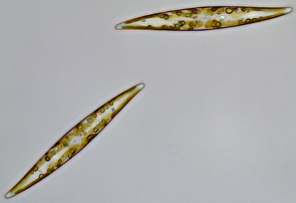 Pennate Diatoms